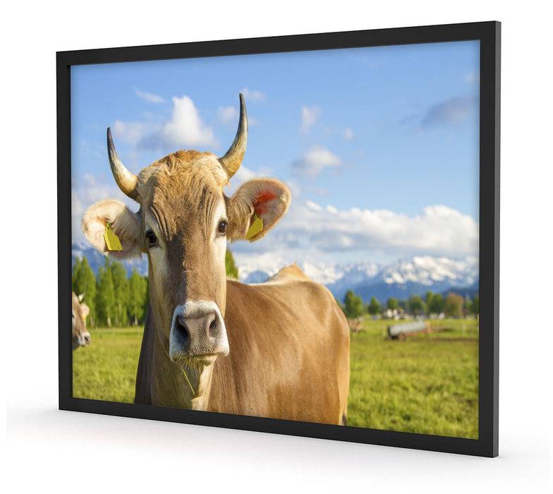 Pixxprint Neugierige Kuh auf Weide im Allgäu, Poster mit Bilderrahmen Bis zu 60% Rabatt