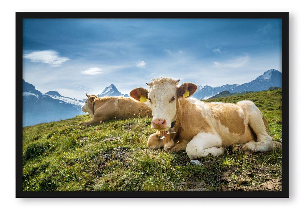 Pixxprint Simmentaler Kühe vor Schweizer Alpen, Poster mit Bilderrahmen Bis zu 65% Rabatt