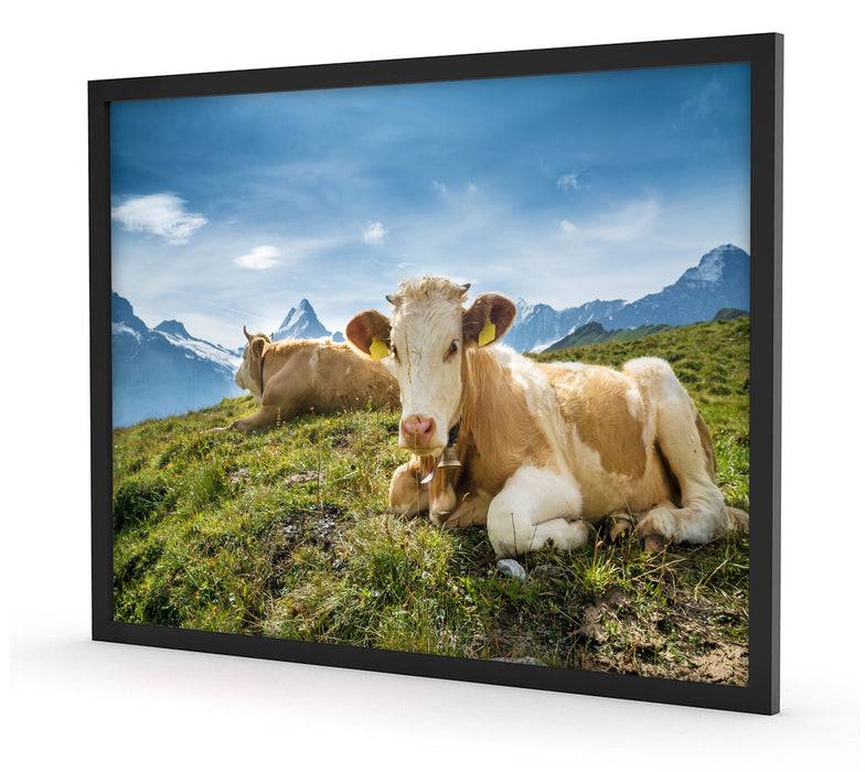 Pixxprint Simmentaler Kühe vor Schweizer Alpen, Poster mit Bilderrahmen Bis zu 65% Rabatt