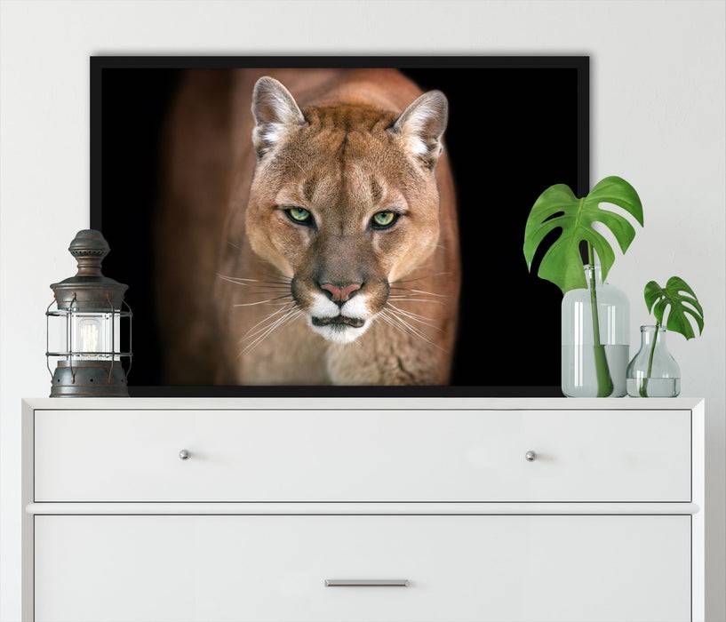 Pixxprint Bedrohlicher Puma Nahaufnahme, Poster mit Bilderrahmen Kostenloser Versand international