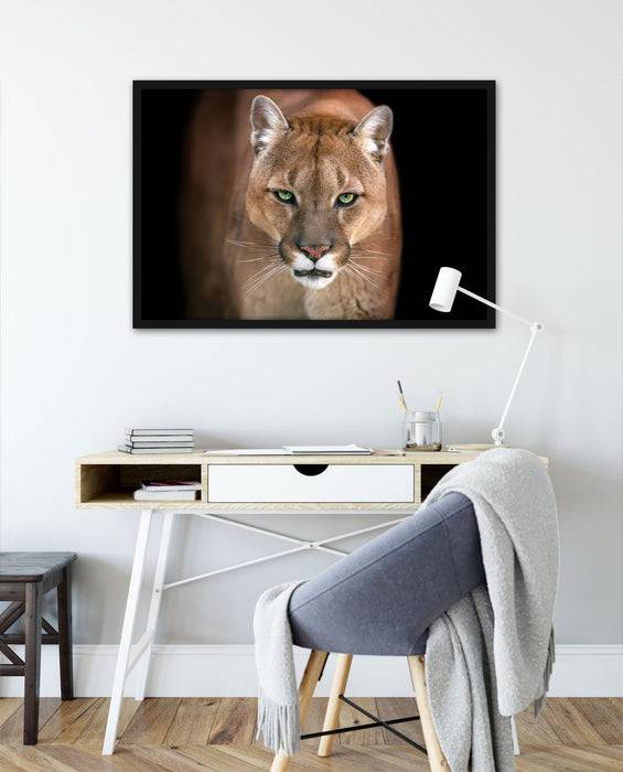 Pixxprint Bedrohlicher Puma Nahaufnahme, Poster mit Bilderrahmen Kostenloser Versand international