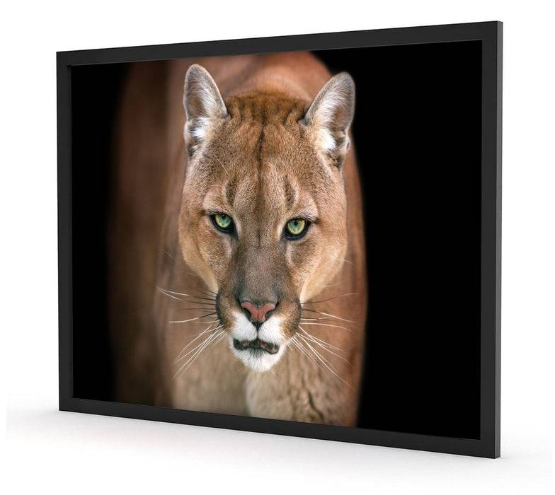 Pixxprint Bedrohlicher Puma Nahaufnahme, Poster mit Bilderrahmen Kostenloser Versand international