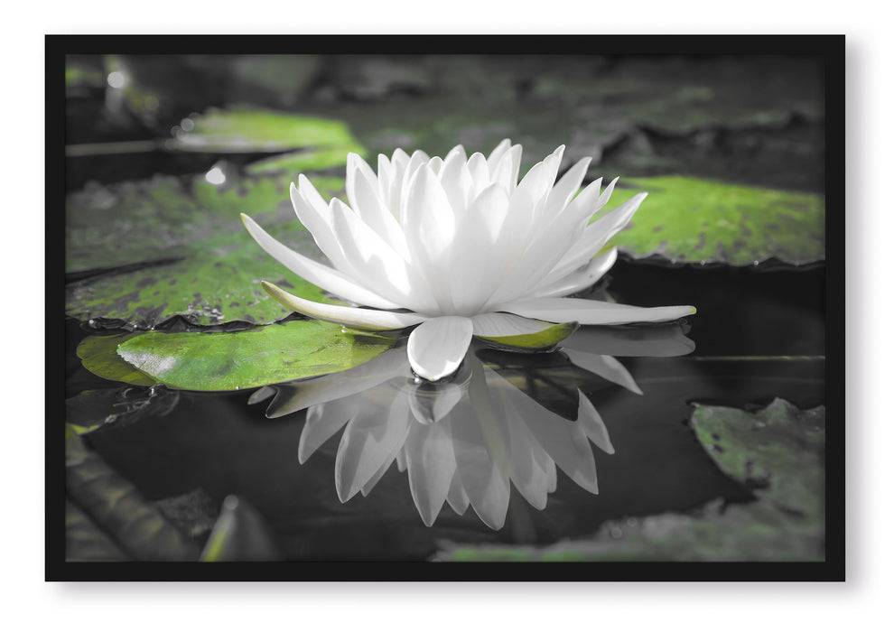 Pixxprint Weiße Lotusblume im Wasser, Poster mit Bilderrahmen Speichern exportieren