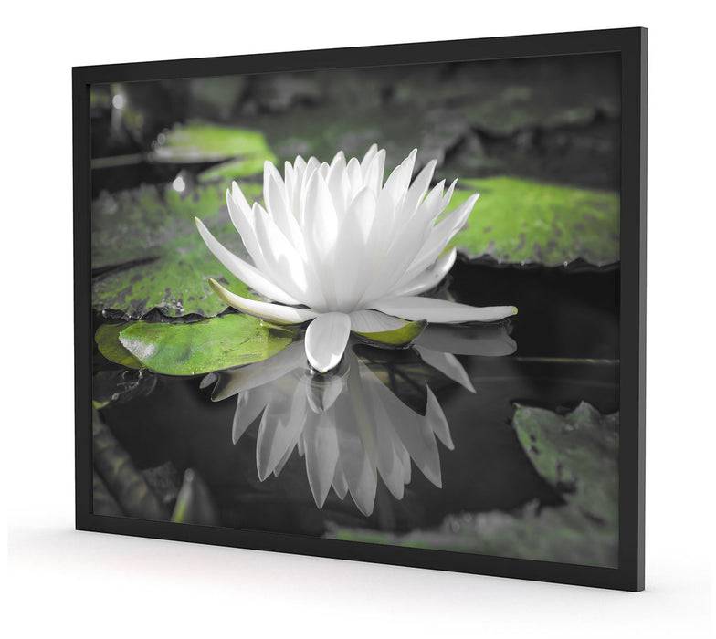 Pixxprint Weiße Lotusblume im Wasser, Poster mit Bilderrahmen Speichern exportieren