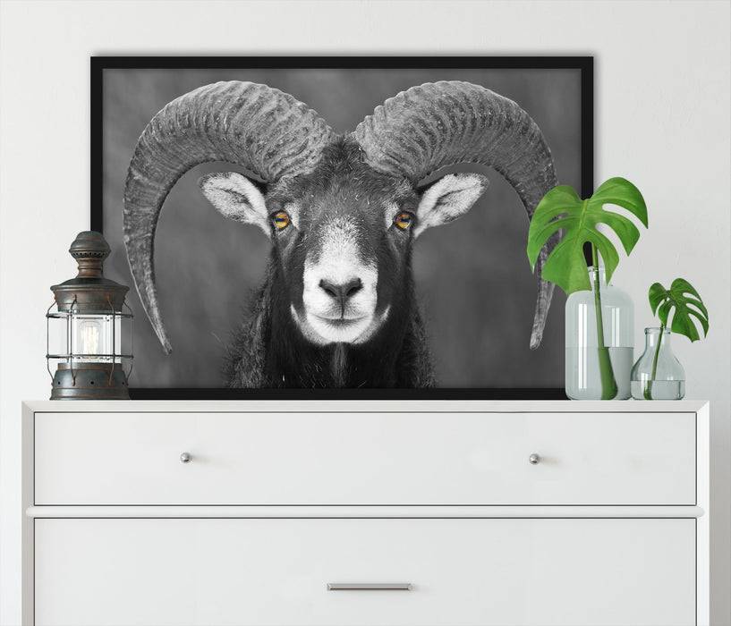 Pixxprint Mufflon Porträt, Poster mit Bilderrahmen zollfrei