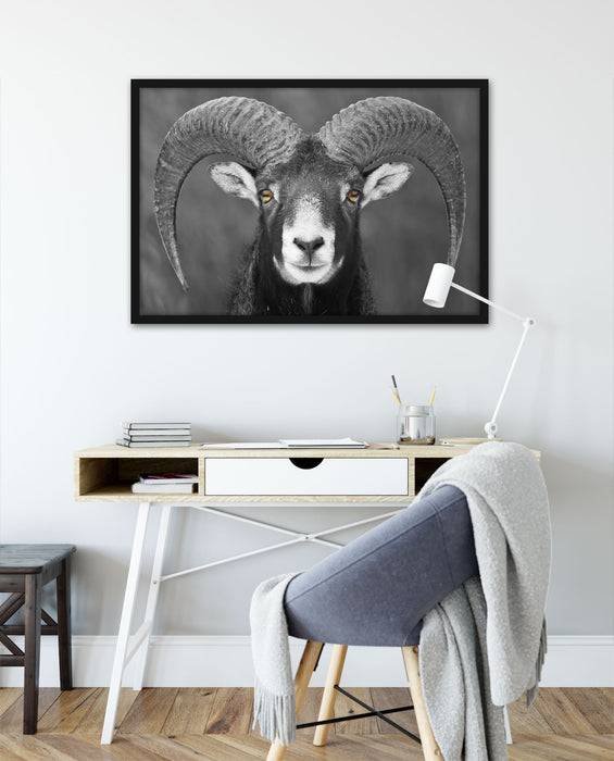 Pixxprint Mufflon Porträt, Poster mit Bilderrahmen zollfrei