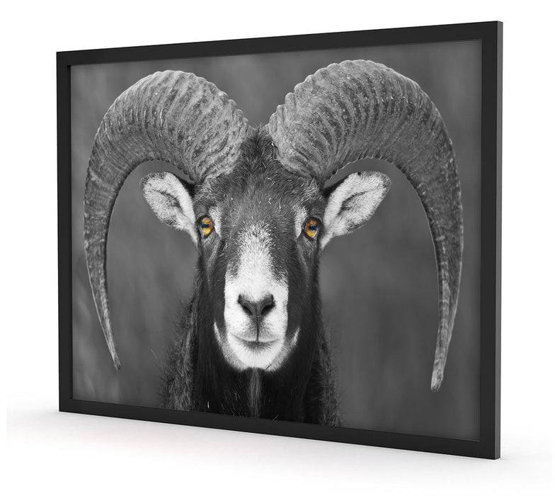 Pixxprint Mufflon Porträt, Poster mit Bilderrahmen zollfrei