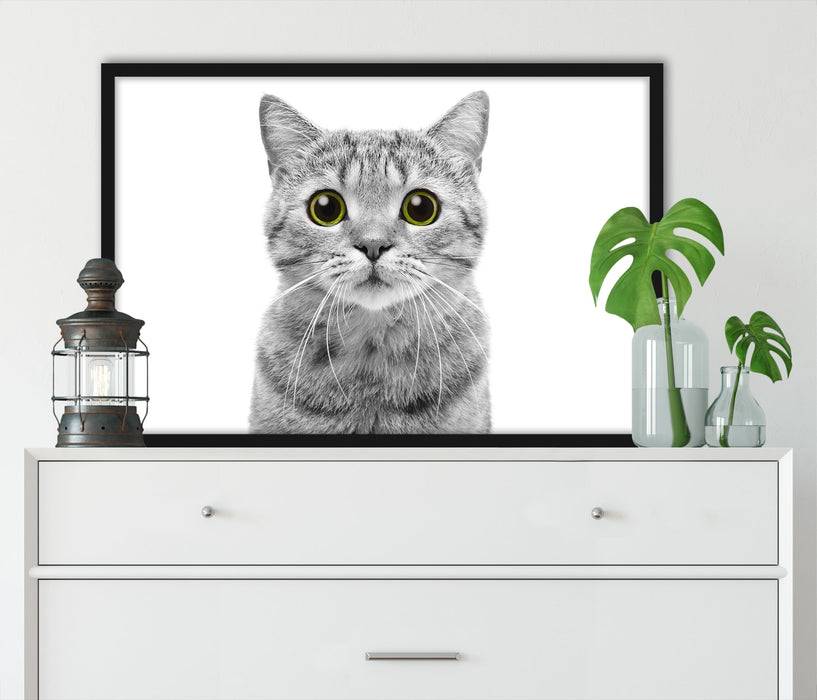 Pixxprint Katze Scottish Straight, Poster mit Bilderrahmen Online
