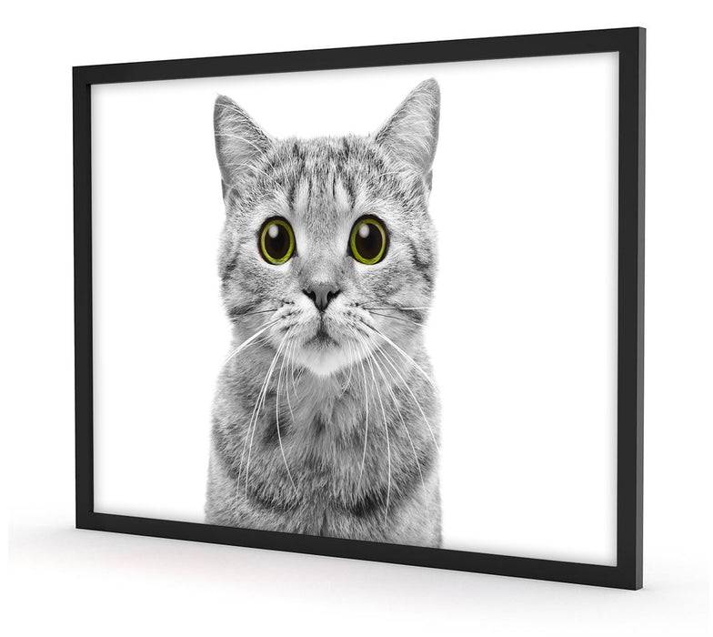 Pixxprint Katze Scottish Straight, Poster mit Bilderrahmen Online