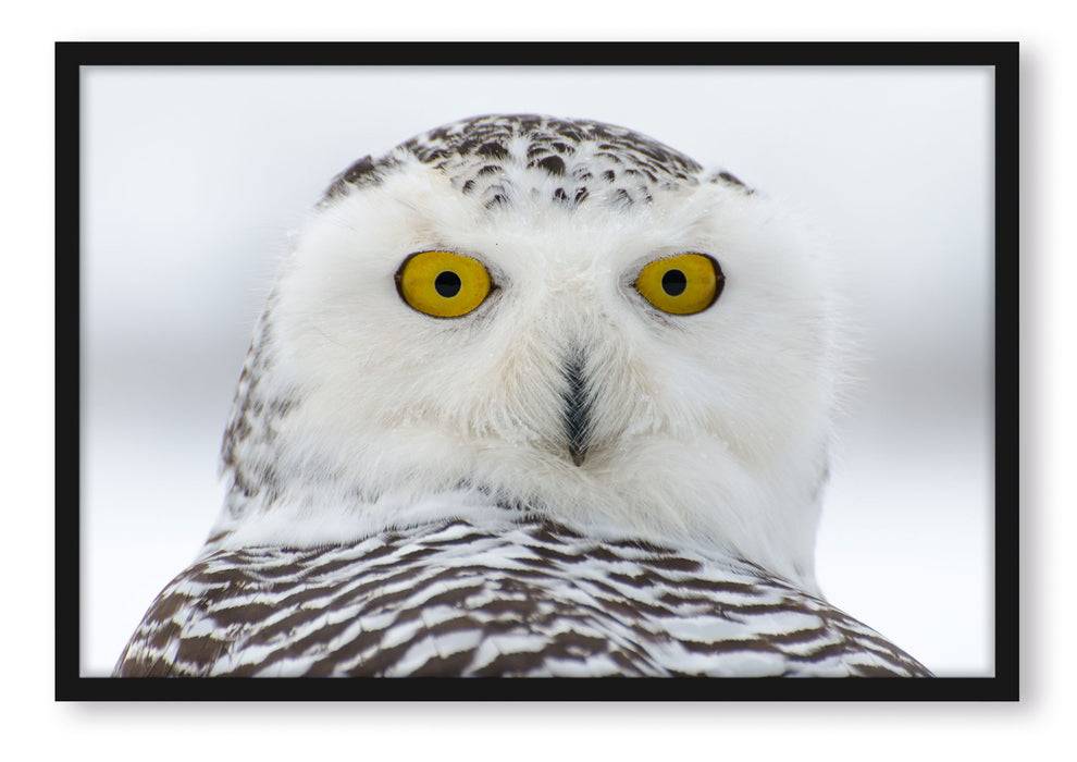 Pixxprint Wachsame Schnee Eule, Poster mit Bilderrahmen Fabrikverkauf