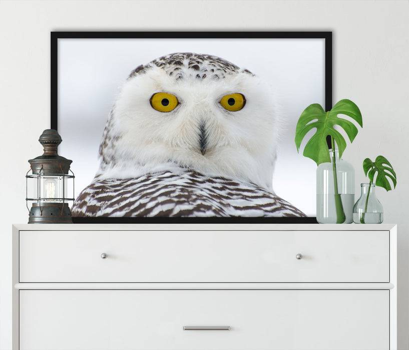 Pixxprint Wachsame Schnee Eule, Poster mit Bilderrahmen Fabrikverkauf