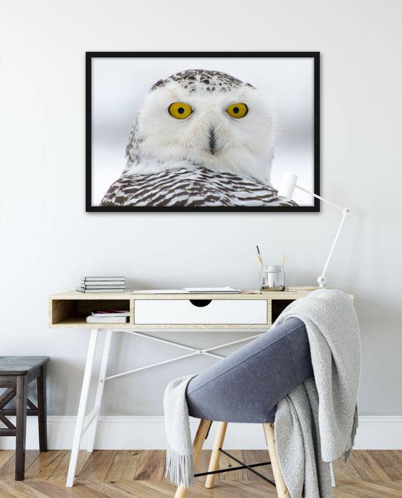 Pixxprint Wachsame Schnee Eule, Poster mit Bilderrahmen Fabrikverkauf