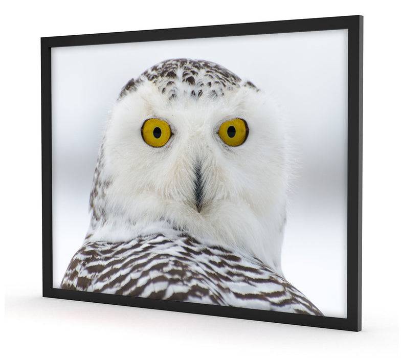 Pixxprint Wachsame Schnee Eule, Poster mit Bilderrahmen Fabrikverkauf