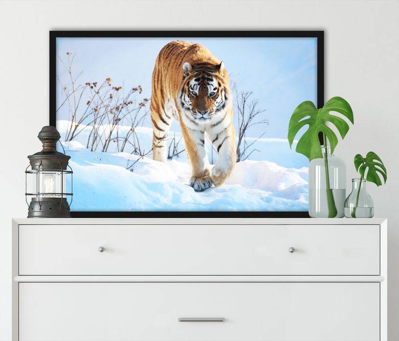 Pixxprint Stolzer Tiger im Schnee, Poster mit Bilderrahmen Sonderangebot