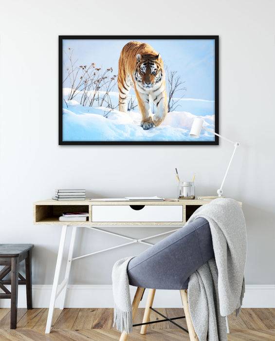Pixxprint Stolzer Tiger im Schnee, Poster mit Bilderrahmen Sonderangebot
