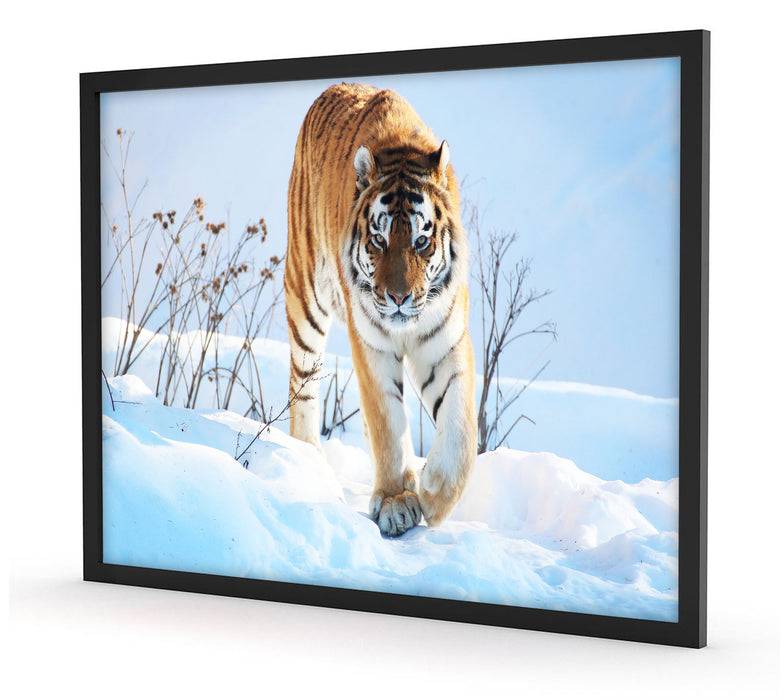 Pixxprint Stolzer Tiger im Schnee, Poster mit Bilderrahmen Sonderangebot