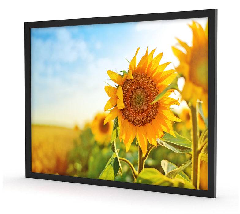 Pixxprint Strahlendes Sonnenblumenfeld, Poster mit Bilderrahmen Cyber Monday