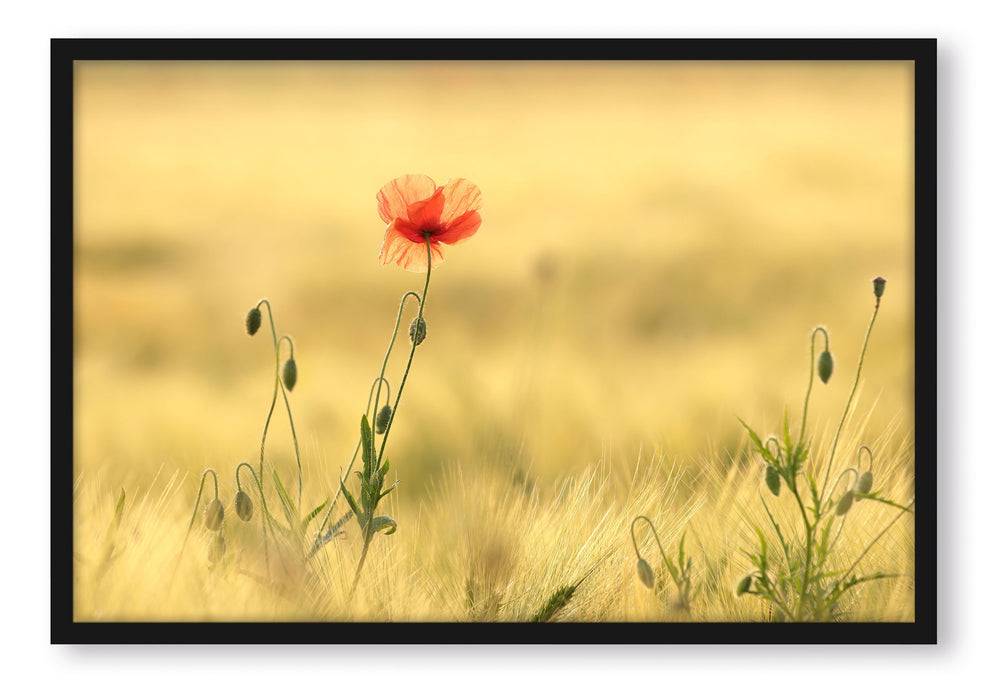 Pixxprint Wunderschöne Mohnblume im Feld, Poster mit Bilderrahmen Heißer Verkauf