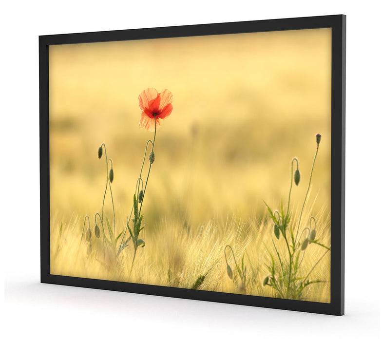 Pixxprint Wunderschöne Mohnblume im Feld, Poster mit Bilderrahmen Heißer Verkauf