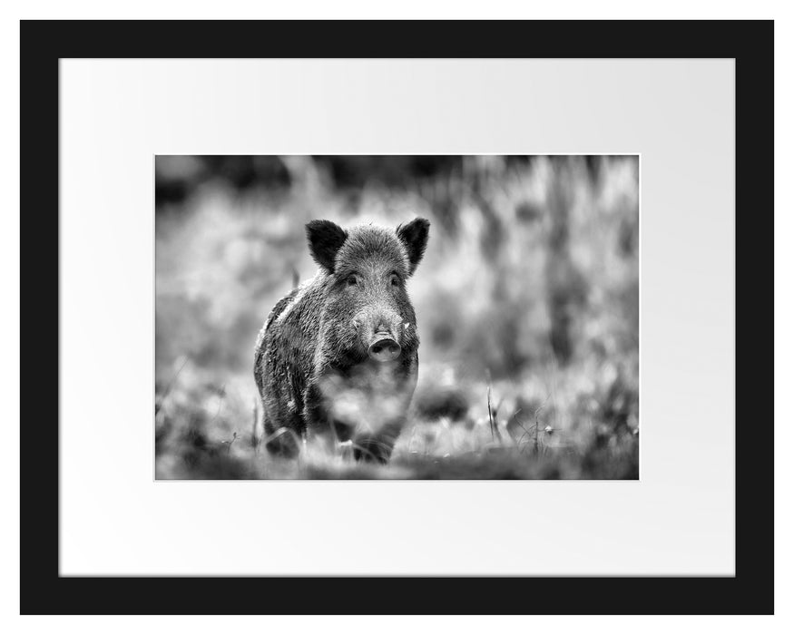 Pixxprint Stolzes Wildschwein im Wald, im Galerie-Passepartout Bilderrahmen Sonderangebote