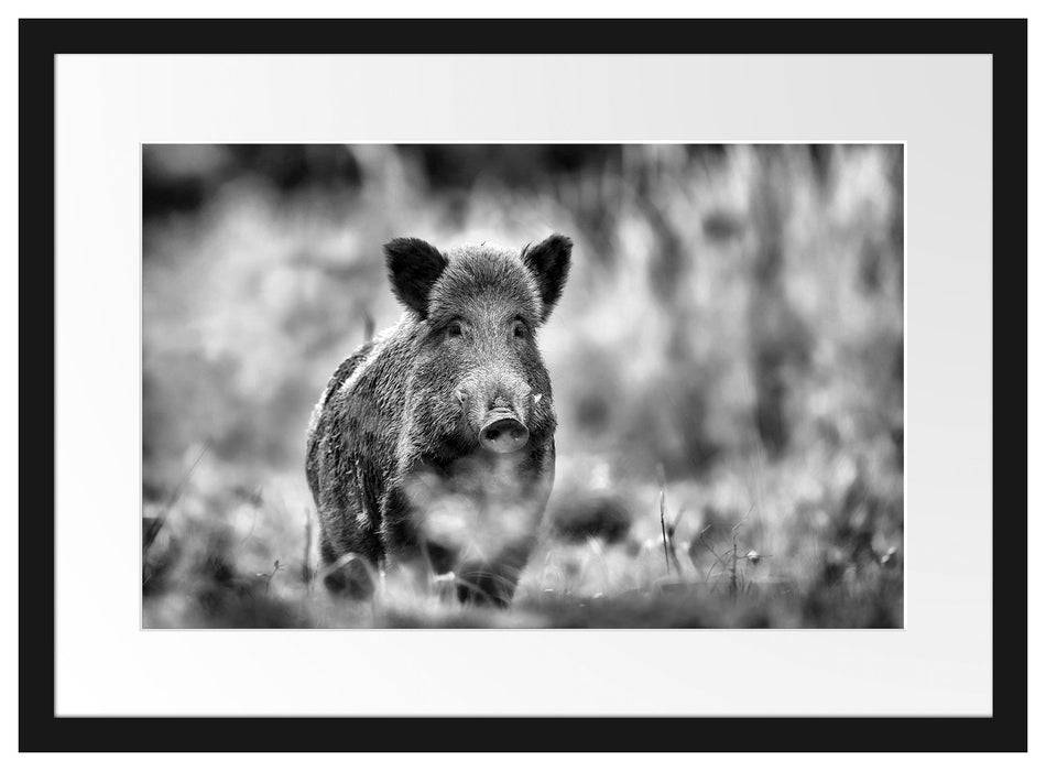 Pixxprint Stolzes Wildschwein im Wald, im Galerie-Passepartout Bilderrahmen Sonderangebote