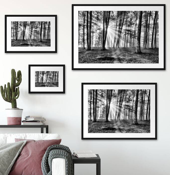 Pixxprint Waldlichtung im Sonnenschein, im Galerie-Passepartout Bilderrahmen Tiefpreis
