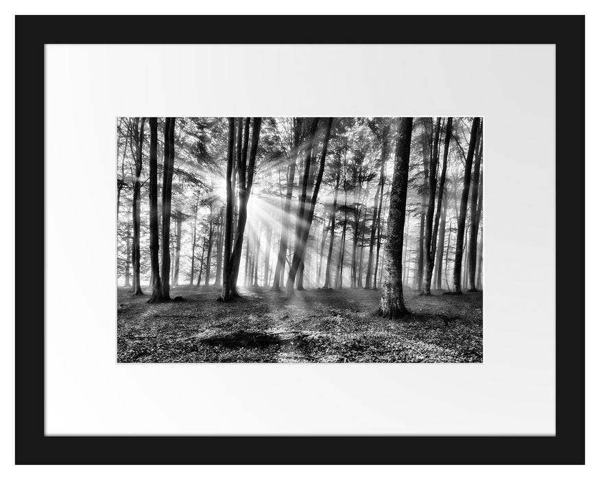 Pixxprint Waldlichtung im Sonnenschein, im Galerie-Passepartout Bilderrahmen Tiefpreis