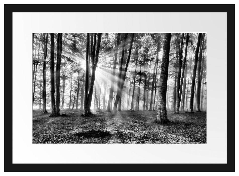 Pixxprint Waldlichtung im Sonnenschein, im Galerie-Passepartout Bilderrahmen Tiefpreis