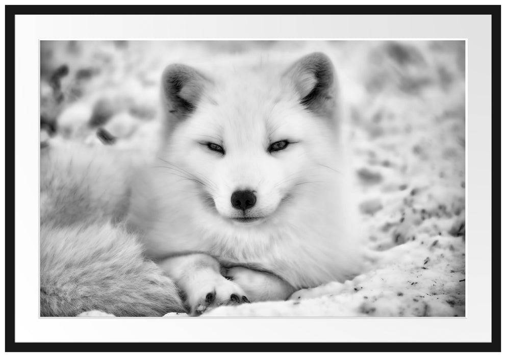 Pixxprint Weißer Fuchs, im Galerie-Passepartout Bilderrahmen Super Sparpreis