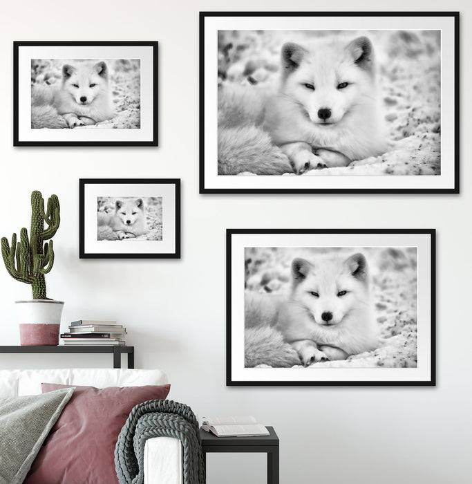 Pixxprint Weißer Fuchs, im Galerie-Passepartout Bilderrahmen Super Sparpreis