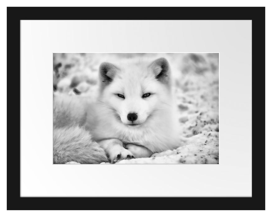 Pixxprint Weißer Fuchs, im Galerie-Passepartout Bilderrahmen Super Sparpreis