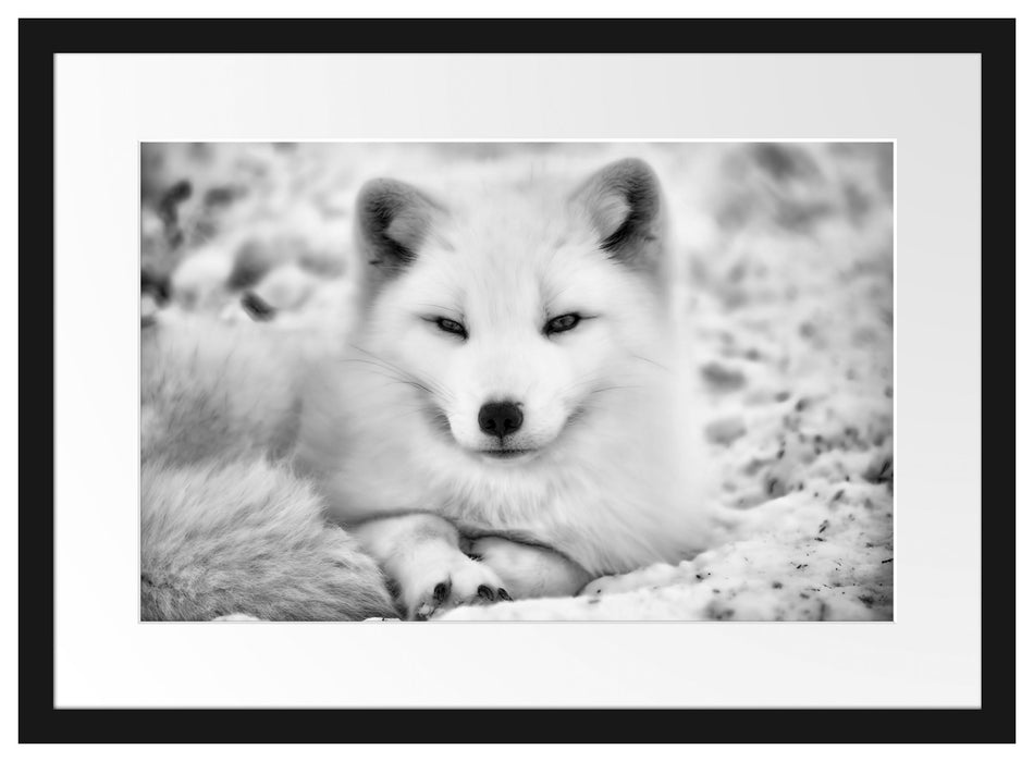 Pixxprint Weißer Fuchs, im Galerie-Passepartout Bilderrahmen Super Sparpreis