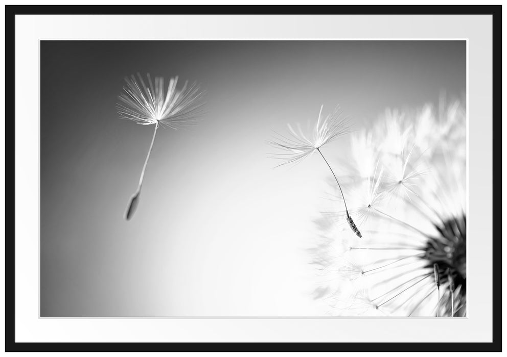 Pixxprint Löwenzahn Pusteblume, im Galerie-Passepartout Bilderrahmen Wochenangebot