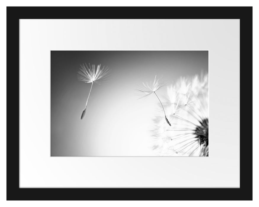 Pixxprint Löwenzahn Pusteblume, im Galerie-Passepartout Bilderrahmen Wochenangebot