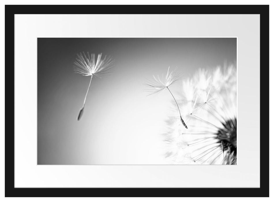 Pixxprint Löwenzahn Pusteblume, im Galerie-Passepartout Bilderrahmen Wochenangebot