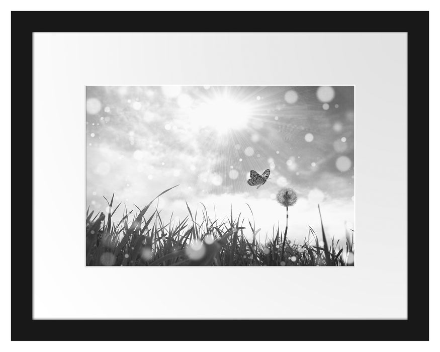 Pixxprint Schmetterling fliegt zu Pusteblume, im Galerie-Passepartout Bilderrahmen Kostenlose Rückgabe
