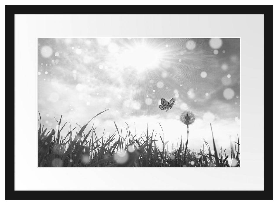 Pixxprint Schmetterling fliegt zu Pusteblume, im Galerie-Passepartout Bilderrahmen Kostenlose Rückgabe