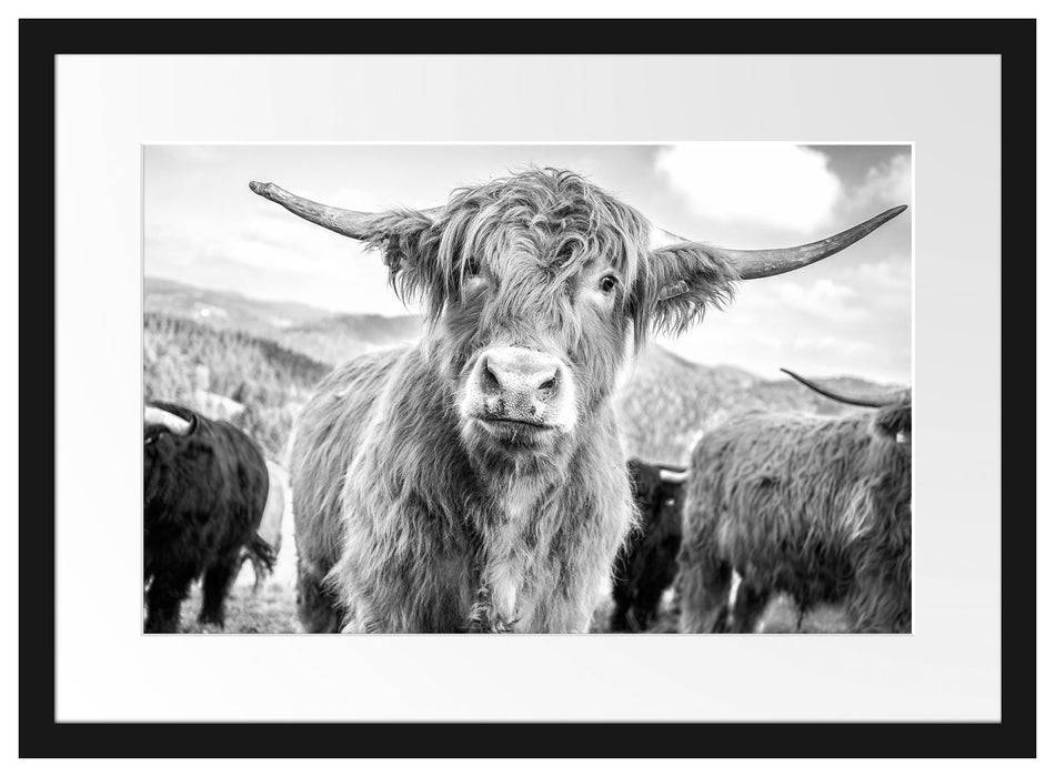 Pixxprint Blick einer Kuh an der Weide, im Galerie-Passepartout Bilderrahmen JETZT KAUFEN