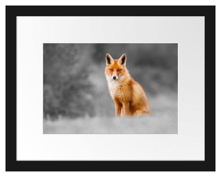 Pixxprint prachtvoller Fuchs, im Galerie-Passepartout Bilderrahmen Zeitbegrenzte Promotion
