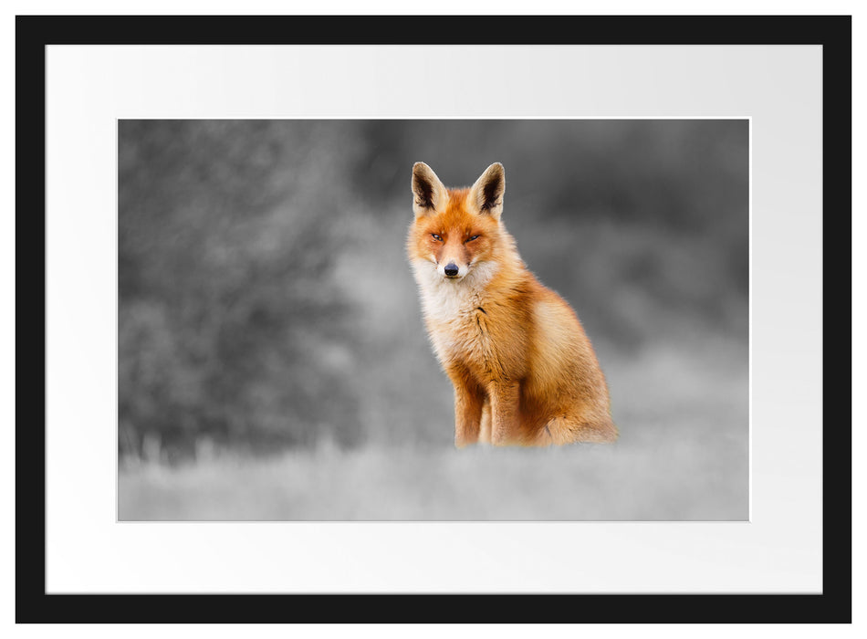Pixxprint prachtvoller Fuchs, im Galerie-Passepartout Bilderrahmen Zeitbegrenzte Promotion