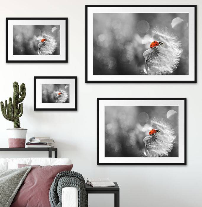 Pixxprint Marienkäfer auf Pusteblume, im Galerie-Passepartout Bilderrahmen Bis zu 60% Rabatt