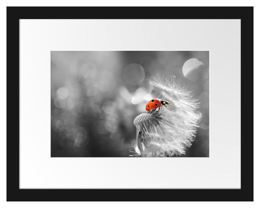 Pixxprint Marienkäfer auf Pusteblume, im Galerie-Passepartout Bilderrahmen Bis zu 60% Rabatt