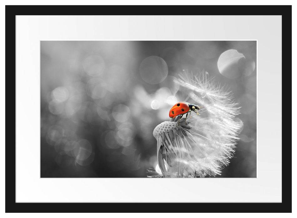 Pixxprint Marienkäfer auf Pusteblume, im Galerie-Passepartout Bilderrahmen Bis zu 60% Rabatt