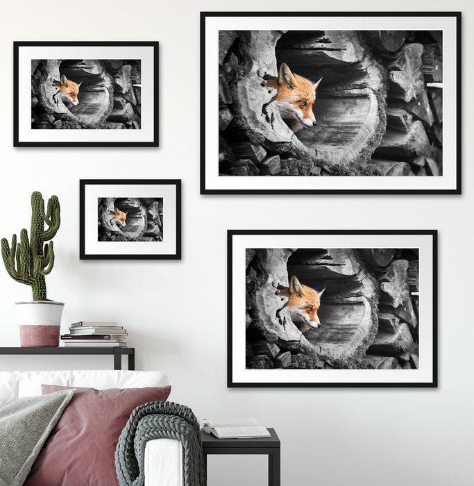 Pixxprint schöner Fuchs im Baumstamm, im Galerie-Passepartout Bilderrahmen Nur für heute