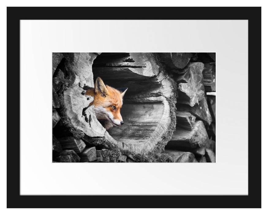 Pixxprint schöner Fuchs im Baumstamm, im Galerie-Passepartout Bilderrahmen Nur für heute