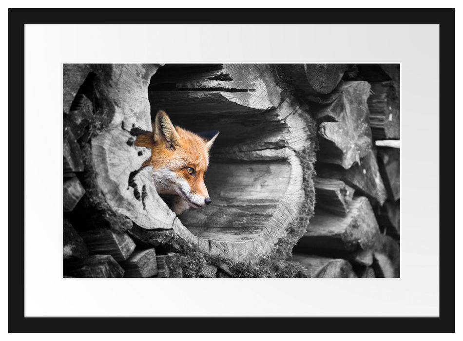 Pixxprint schöner Fuchs im Baumstamm, im Galerie-Passepartout Bilderrahmen Nur für heute