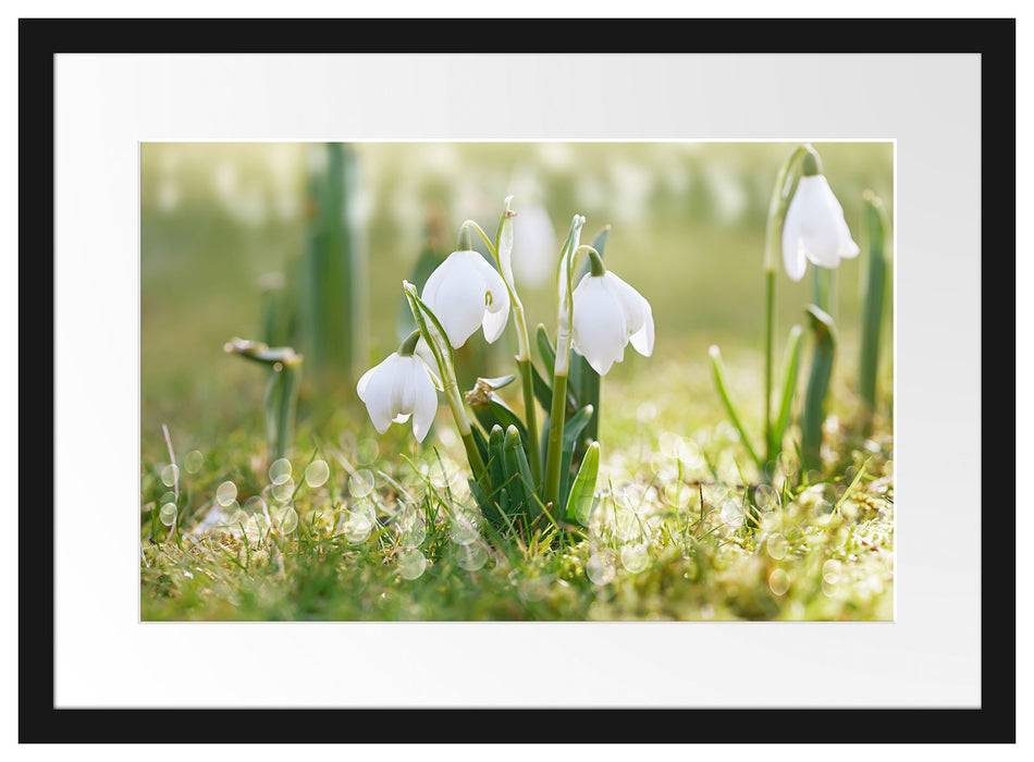 Pixxprint Maiglöckchen, im Galerie-Passepartout Bilderrahmen 50% Rabatt für begrenzte Zeit