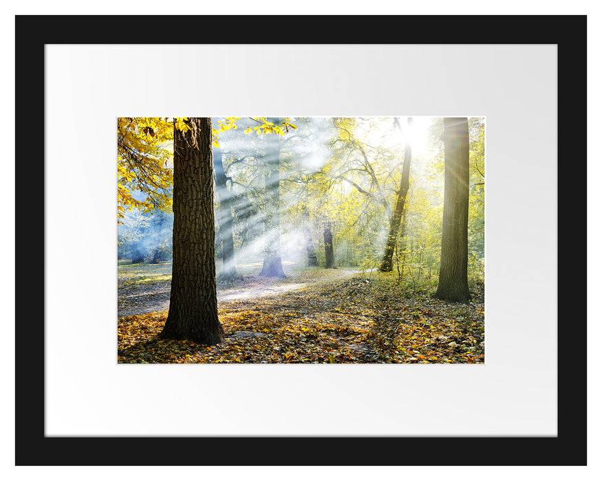 Pixxprint Sonnenstrahlen im Wald, im Galerie-Passepartout Bilderrahmen Online