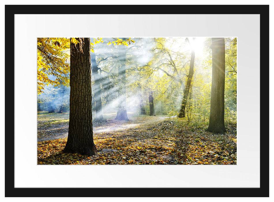 Pixxprint Sonnenstrahlen im Wald, im Galerie-Passepartout Bilderrahmen Online