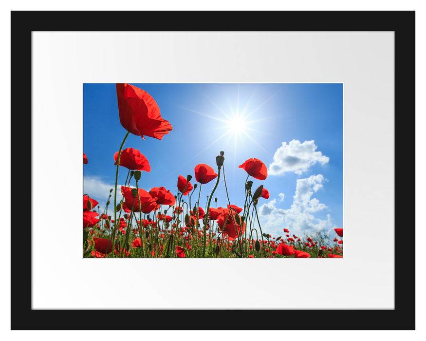 Pixxprint Mohnblumen, im Galerie-Passepartout Bilderrahmen Outlet